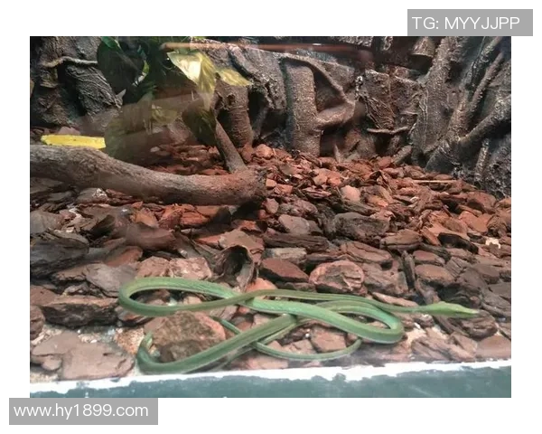 李安：从东方到西方的电影大师之路与艺术探索